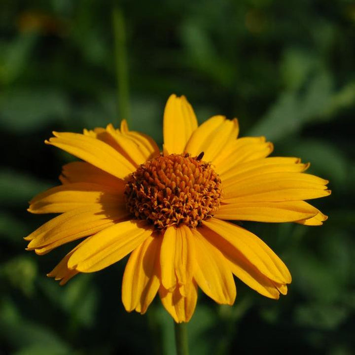 False Sunflower, Tuscan Sun False Sunflower