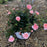 Rose, Apricot Drift® Rose