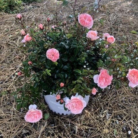 Rose, Apricot Drift® Rose