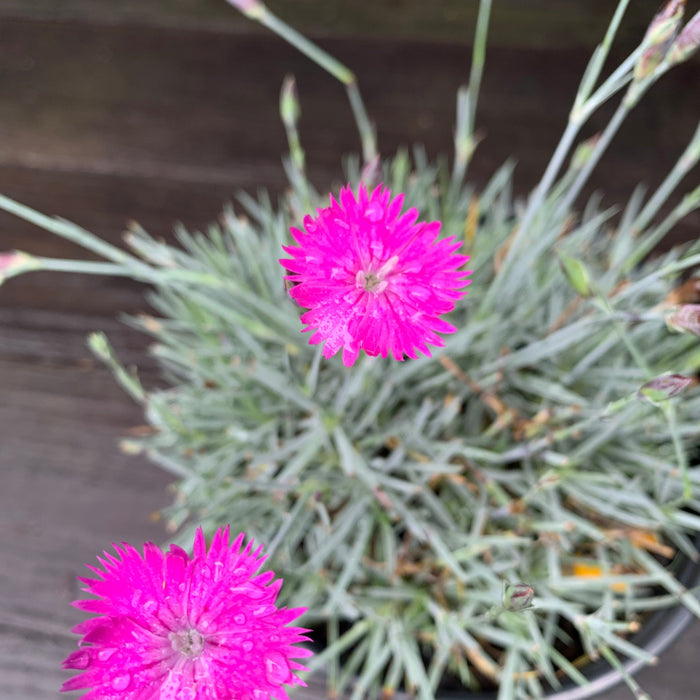 Dianthus, Firewitch Dianthus, Cheddar Pink