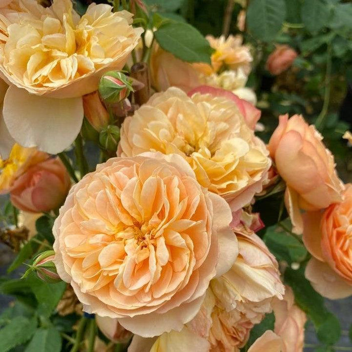 Rose, PW® Flavorette® Honey-Apricot Rose