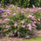 Butterfly Bush, Pink Cascade II Butterfly Bush