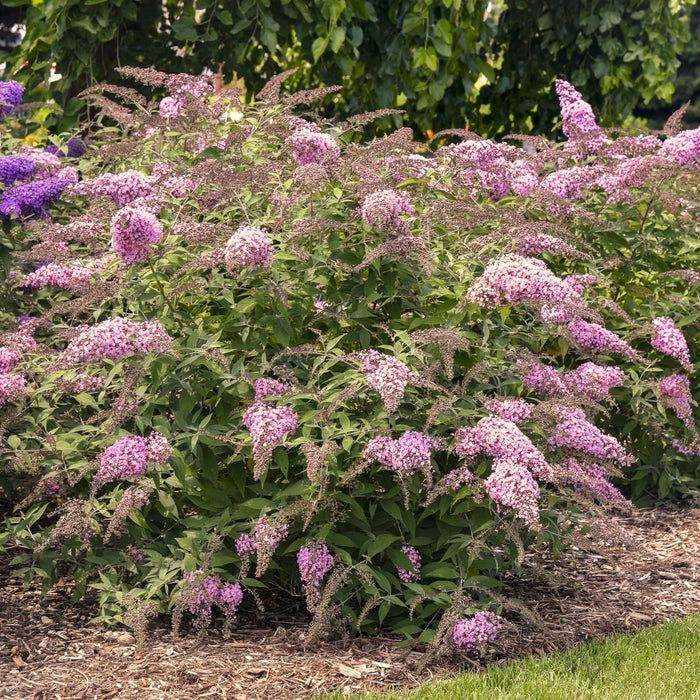 Butterfly Bush, Pink Cascade II Butterfly Bush