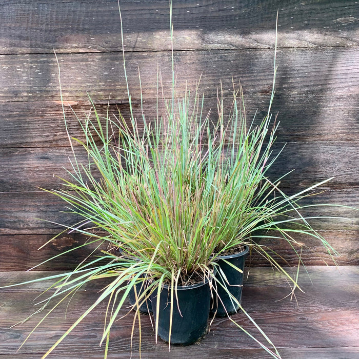 Grass, The Blues Little Bluestem