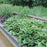 Hosta, First Frost Hosta