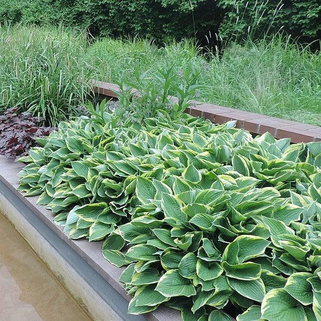 Hosta, First Frost Hosta