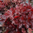 Coral Bells, Forever® Red Heuchera