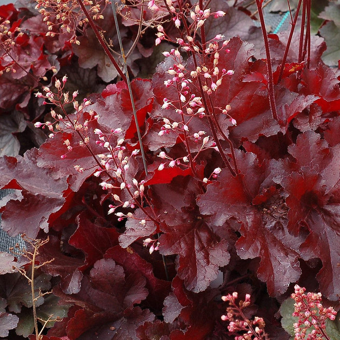 Coral Bells, Forever® Red Heuchera