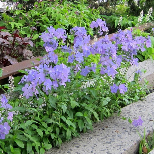 Phlox, Blue Moon Woodland Phlox