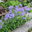Phlox, Blue Moon Woodland Phlox