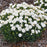 Dianthus, PW® Fruit Punch® Whipped Cream Dianthus