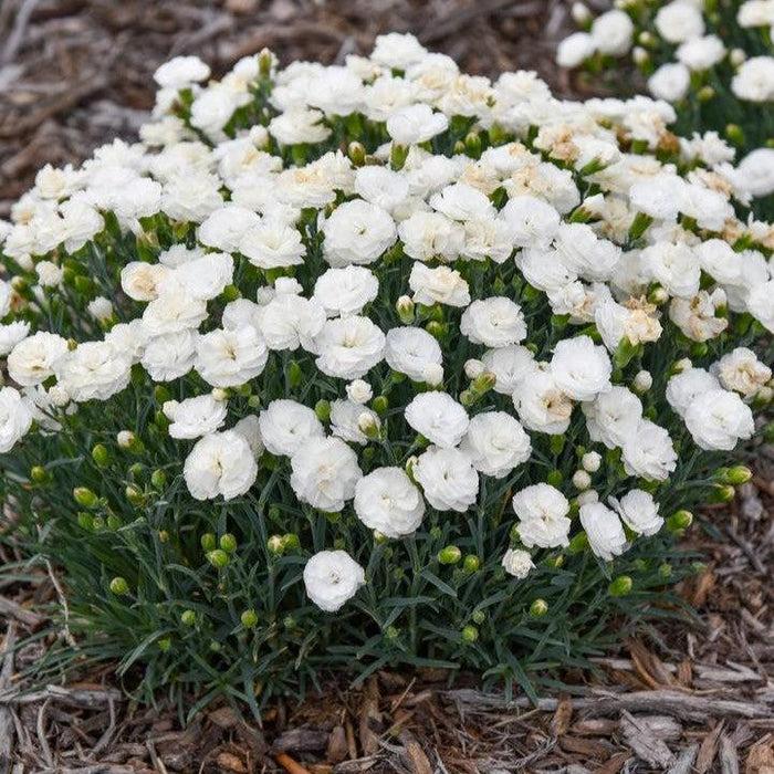 Dianthus, PW® Fruit Punch® Whipped Cream Dianthus