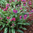 Lungwort, Raspberry Splash Lungwort