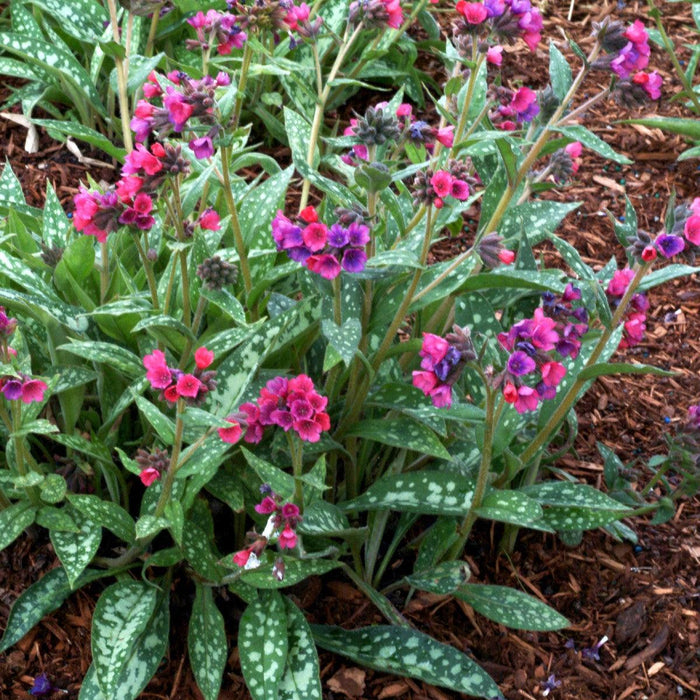 Lungwort, Raspberry Splash Lungwort