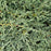 Juniper, Icee Blue® Juniper