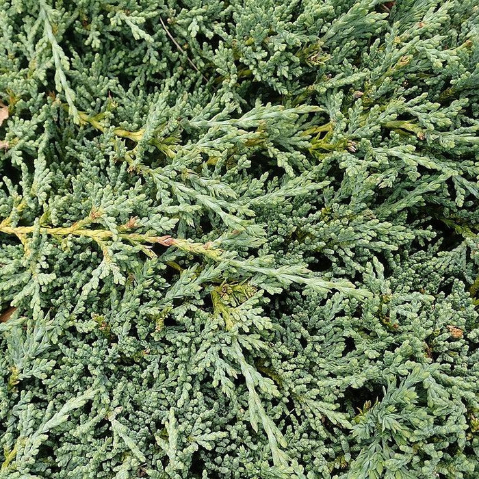 Juniper, Icee Blue® Juniper