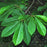 Pawpaw, Common Pawpaw, Tall Pawpaw