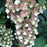Hydrangea, Snowcicle Hydrangea