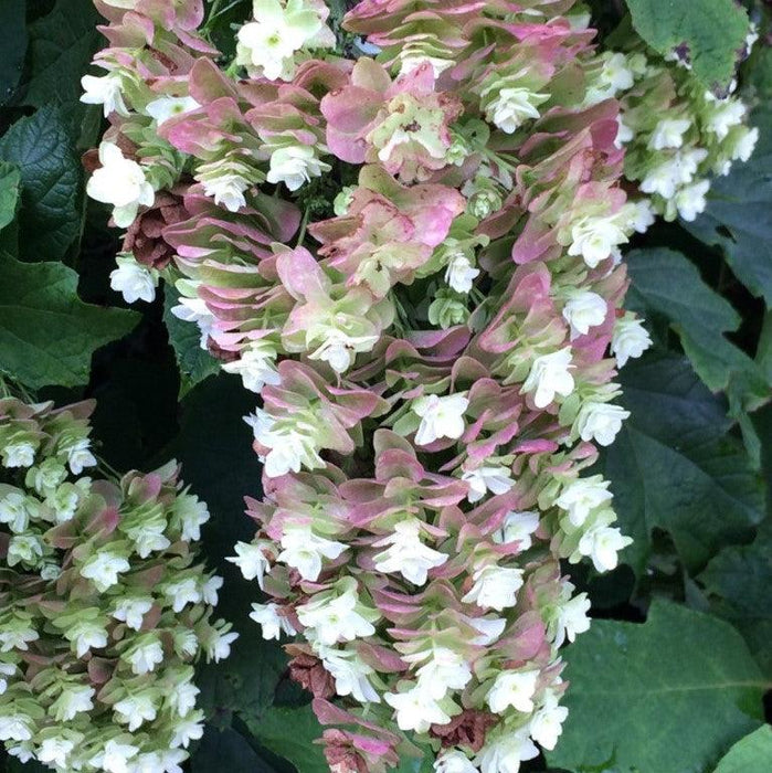 Hydrangea, Snowcicle Hydrangea
