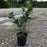 Blueberry, Duke Highbush Blueberry