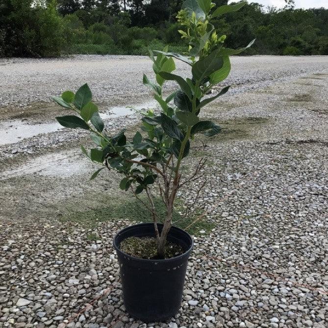 Blueberry, Duke Highbush Blueberry