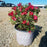 Rose, Red Drift® Rose