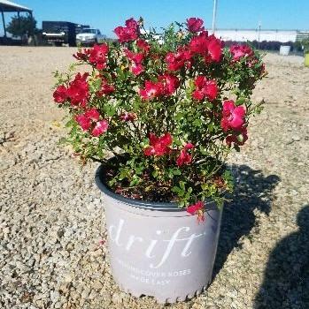Rose, Red Drift® Rose
