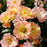 Rose, Peach Drift® Rose