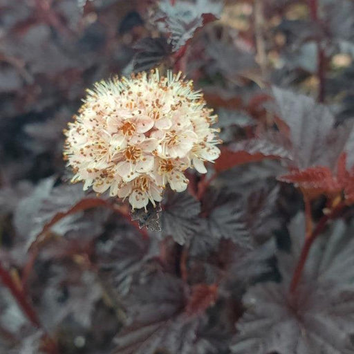 Ninebark, Summer Wine® Black Ninebark