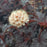 Ninebark, Summer Wine® Black Ninebark