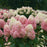 Hydrangea, Proven Winners® Limelight Prime® Hydrangea