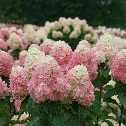 Hydrangea, Proven Winners® Limelight Prime® Hydrangea