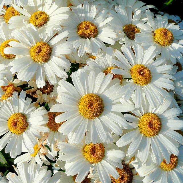 Shasta Daisy, Becky Shasta Daisy