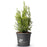 Boxwood, BetterBoxwood® Heritage™ Boxwood