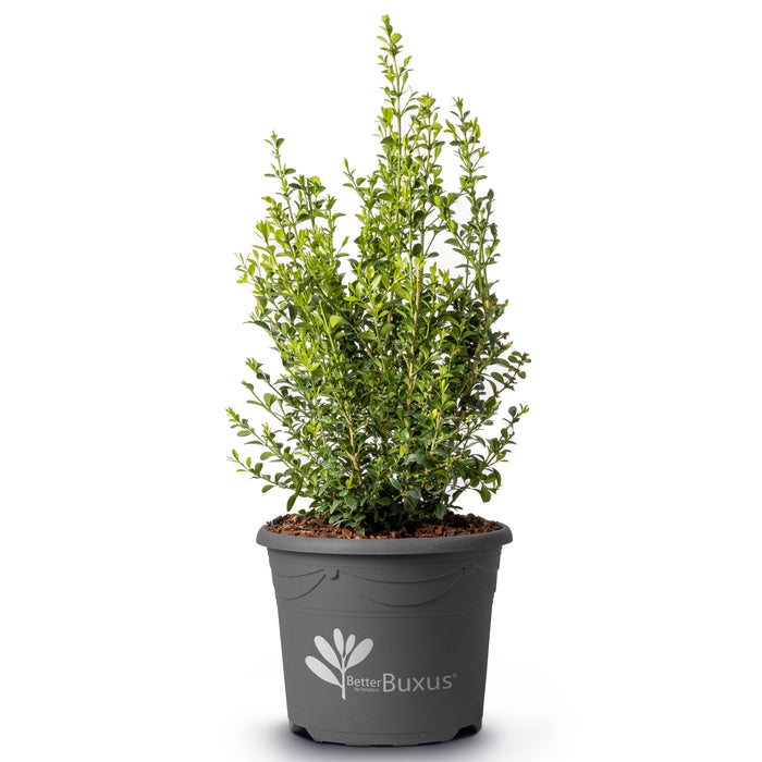 Boxwood, BetterBoxwood® Heritage™ Boxwood