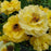 Rose, Rise Up® Amberness® Climbing Rose