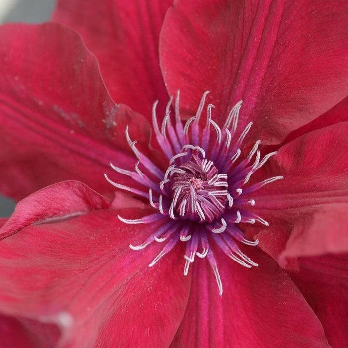 Clematis, Nubia™ Clematis