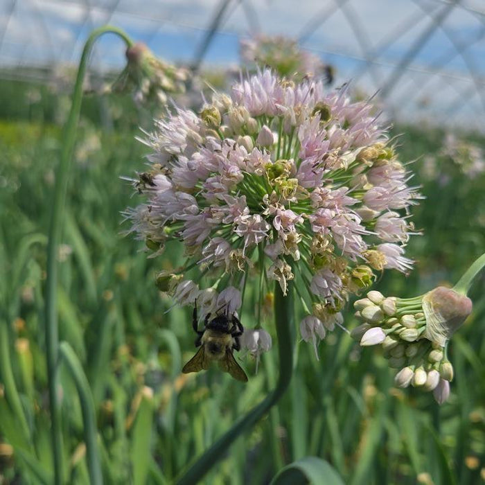 Allium, Bobblehead Ornamental Onion
