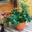 Coneflower, Cheyenne Spirit Echinacea, Coneflower