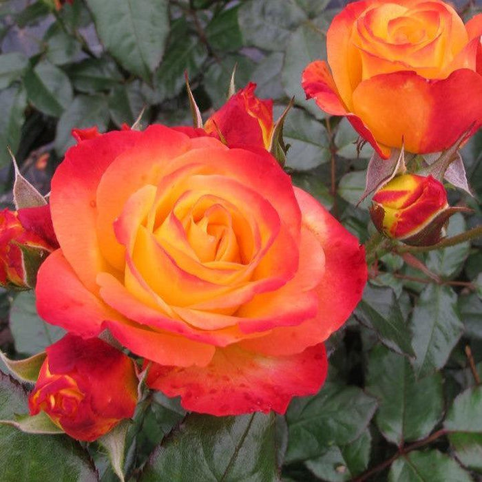Rose, Oso Easy En Fuego® Rose
