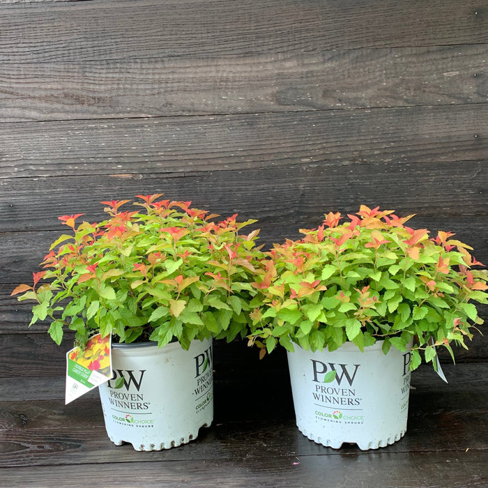 Spirea, Double Play® Candy Corn® Spirea