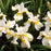 Iris, Butter and Sugar Siberian Iris