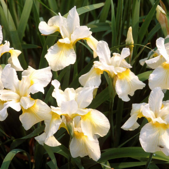 Iris, Butter and Sugar Siberian Iris