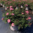 Rose, Blushing Drift® Rose