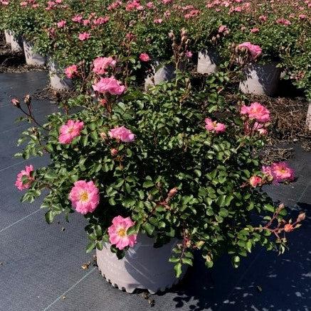 Rose, Blushing Drift® Rose