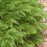 Cypress, Celtic Pride® Siberian Cypress