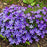Phlox, Violet Pinwheels Phlox