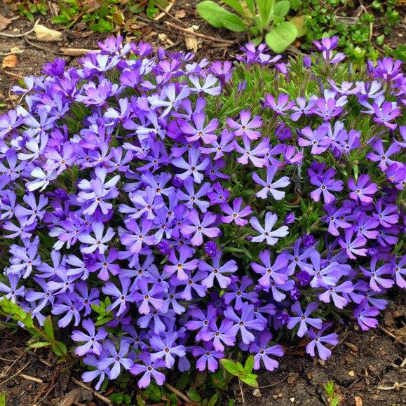 Phlox, Violet Pinwheels Phlox