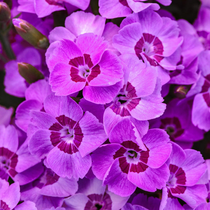 Dianthus, EverLast™ Violet Blue Dianthus