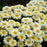 Shasta Daisy, PW® Amazing Daisies® Banana Cream II Shasta Daisy